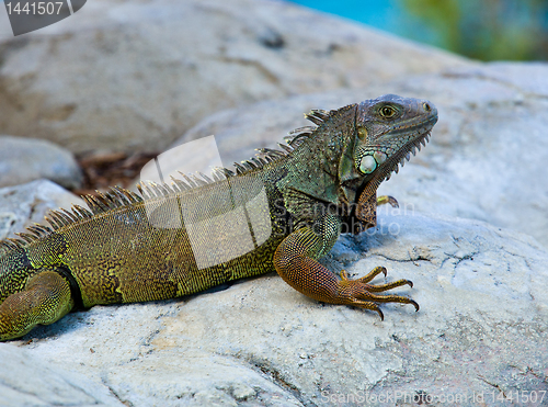 Image of Iguana on rocks