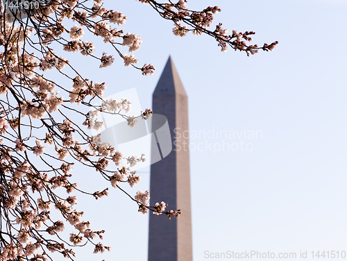 Image of Cherry Blossom and Washington Monument