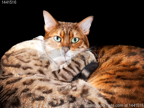 Image of Pair of bengal kittens in cuddle