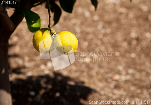 Image of Lemons growing in Limone