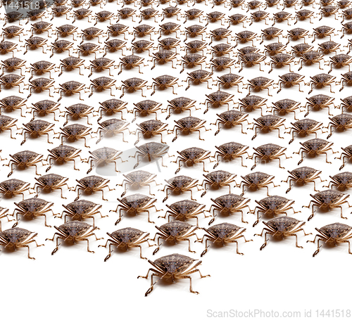 Image of Army of Brown Stink Bugs