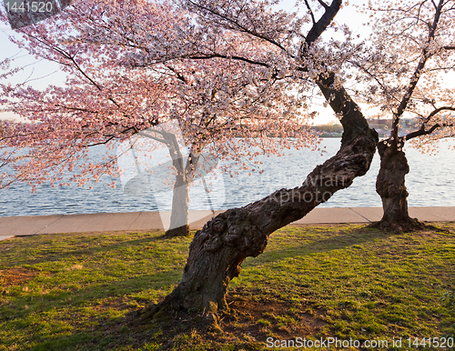 Image of Cherry Blossom Trees by Tidal Basin