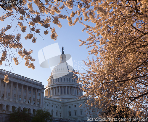 Image of Sunrise at Capitol with cherry blossoms framing the dome