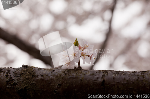 Image of Single cherry blossom on branch