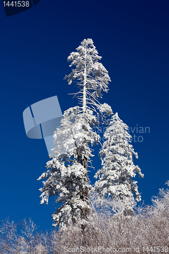 Image of Pine trees covered in snow on skyline