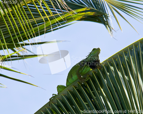 Image of Iguana in palm tree