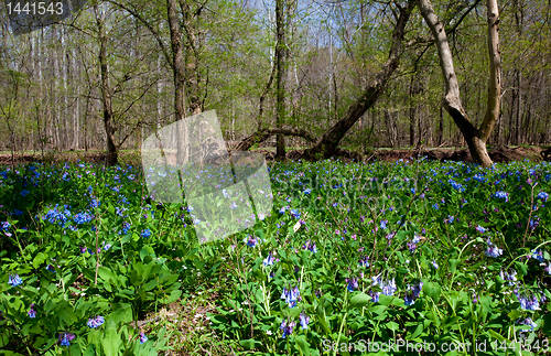 Image of Blue bells along bank of river