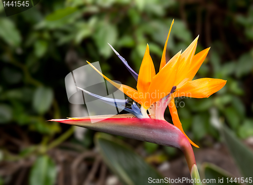 Image of Bird of Paradise Flower