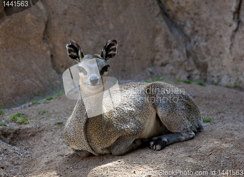 Image of Kopje deer looking at camera