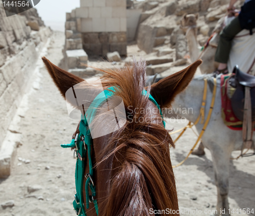 Image of On horse ride by the pyramids in Cairo