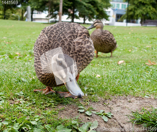 Image of Fisheye effect on duck