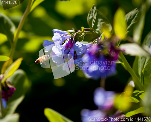 Image of Close up of bluebells in April