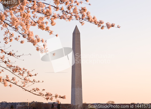 Image of Cherry Blossom and Washington Monument