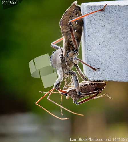 Image of Assassin bug kills Shield bug