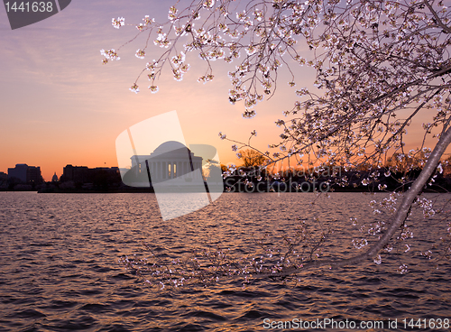 Image of Cherry Blossom and Jefferson Memorial