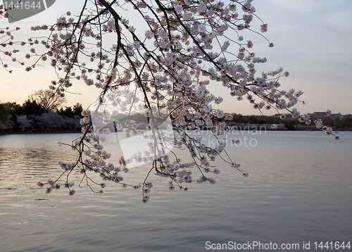 Image of Cherry blossoms against sunset