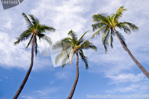 Image of Three palm trees