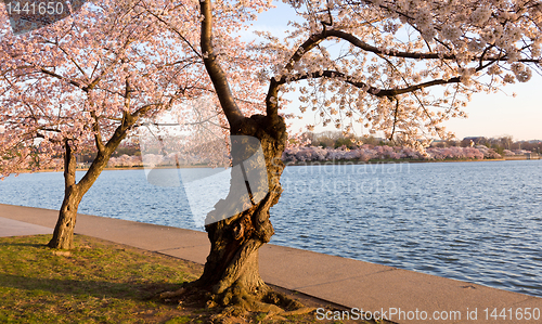Image of Cherry Blossom Trees by Tidal Basin