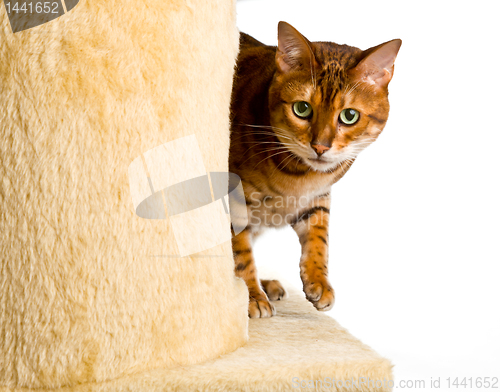 Image of Bengal kitten creeps round corner of climbing frame