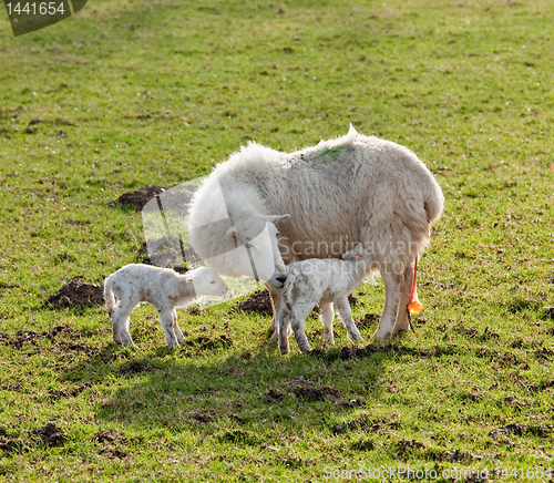 Image of New born lamb twins with mother