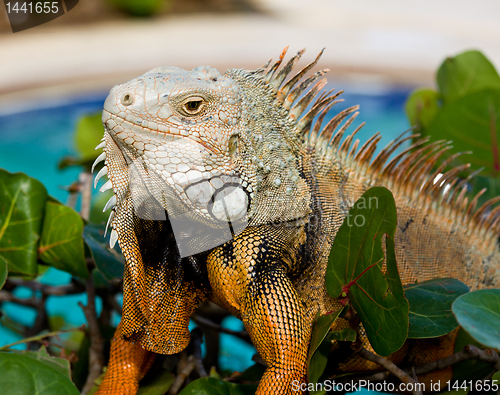 Image of Eye of Iguana