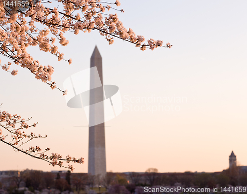 Image of Cherry Blossom and Washington Monument