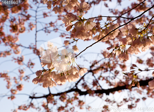 Image of Cherry Blossom Trees by Tidal Basin