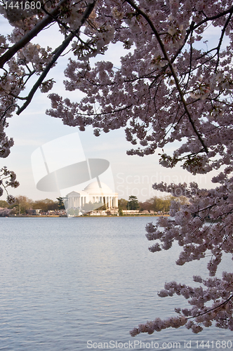 Image of Jefferson Memorial framed by Cherry Blossom over Tidal Basin