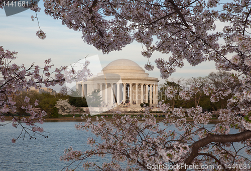 Image of Jefferson Memorial behind cherry blossom