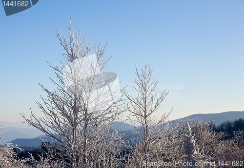 Image of Bare trees covered in snow on skyline