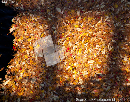 Image of Fall leaves in river