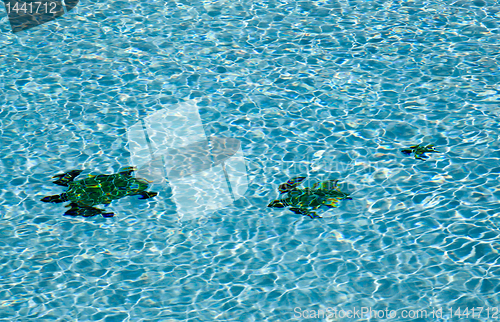 Image of Three turtles on floor of pool