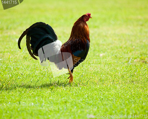 Image of Bright wild cockerel