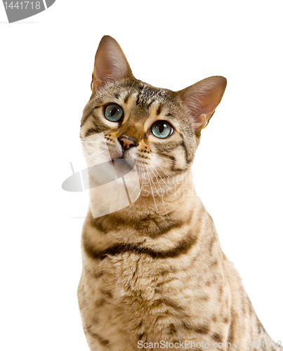 Image of Bengal cat looking with pleading stare