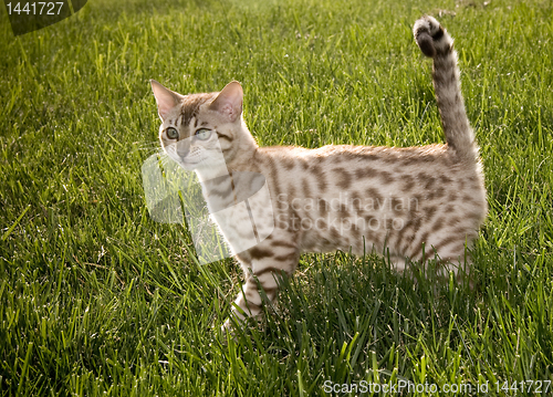 Image of Bengal Kitten smiling