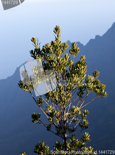 Image of Leaves frame Na Pali Coast