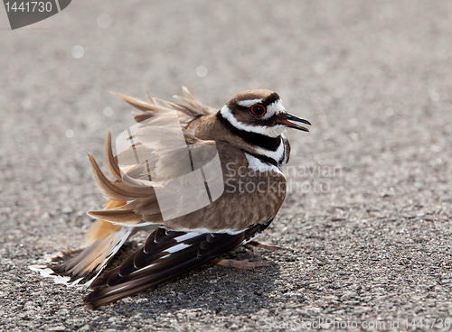 Image of Killdeer bird warding off danger