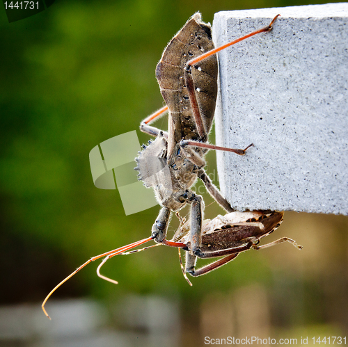 Image of Assassin bug kills Shield bug