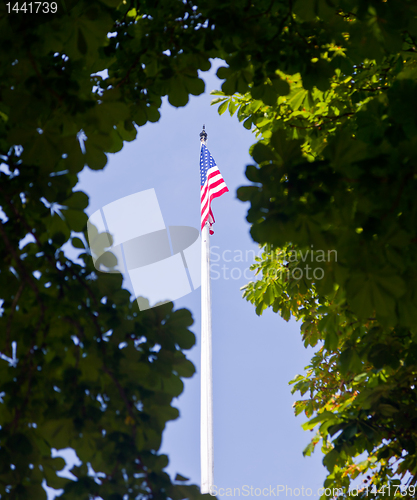 Image of US flag framed by leaves