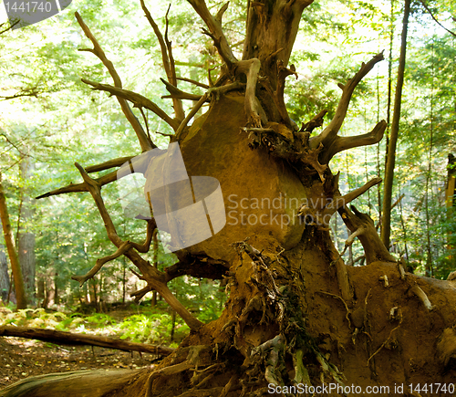 Image of Boulder trapped in roots