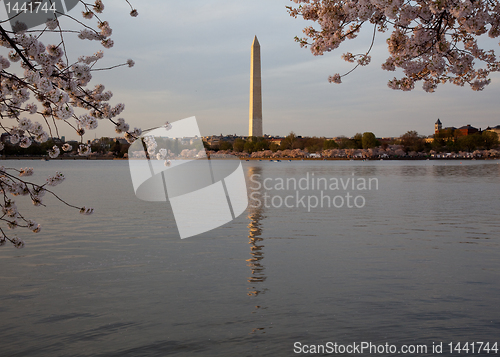 Image of Washington Monument with Cherry Blossoms