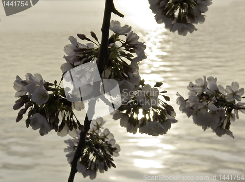 Image of SIngle blooms of cherry blossom