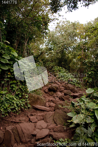 Image of Kalalau trail in Kauai