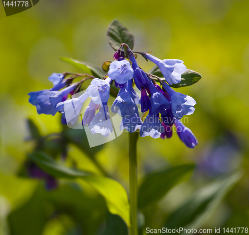 Image of Close up of bluebells in April