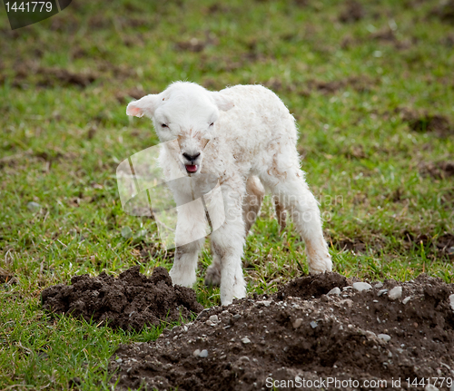 Image of Single new born lamb