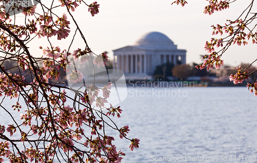 Image of Cherry Blossom and Jefferson Memorial