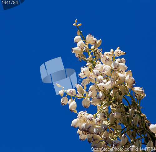 Image of Mojave Yucca blossoms against blue sky