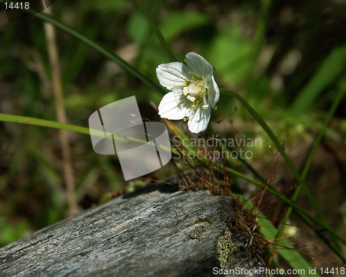 Image of wildflower