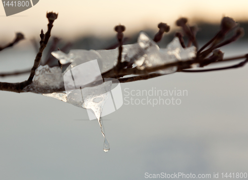 Image of Ornate icicle dripping from a tree branch