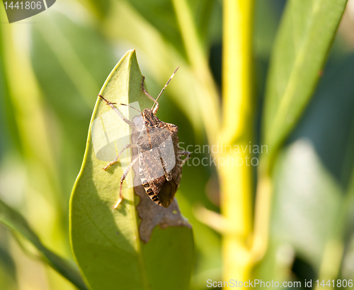 Image of Stink bug eating leaf